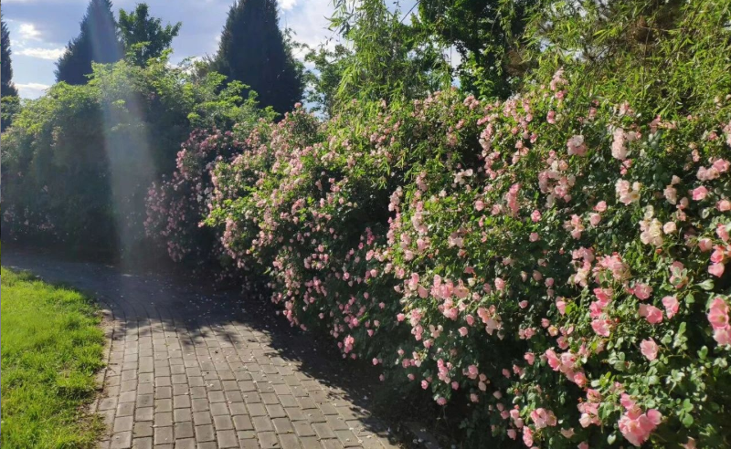 文旅部：春节假期国内旅游出游合计2.56亿人次，旅游收入3011亿元