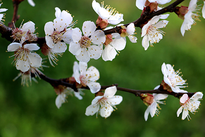 1.02亿！94.5%！清明假期旅游数据情况“新鲜出炉”！