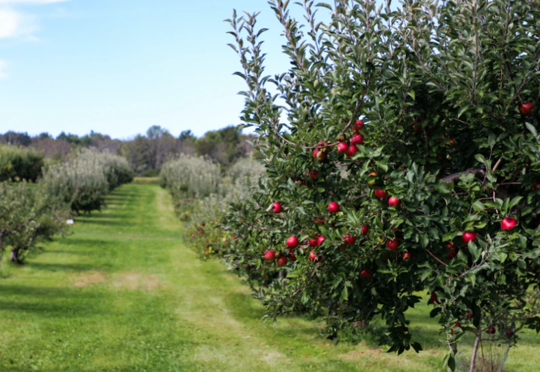 农业农村部、财政部关于公布2021年农业产业融合发展项目创建名单的通知